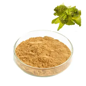 Suministro mejor precio Petasites Japonicus butterbur extracto 15% Petasin