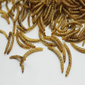 Commercio all'ingrosso di alta qualità ad alto contenuto proteico fresco alla rinfusa liofilizzato vermi della farina per la vendita, cibo per animali domestici - Product Image 3