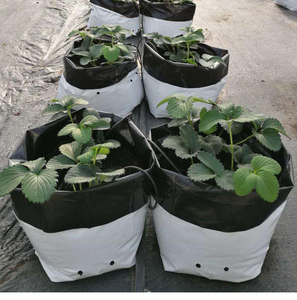 Sacs <span class=keywords><strong>de</strong></span> culture en plastique pour plantes <span class=keywords><strong>de</strong></span> jardin, fraises, tomates, <span class=keywords><strong>de</strong></span> grande taille, 1, 3, 5, 7, 10, 15, 20 gallons - Product Image 1
