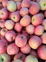Fruits frais de qualité supérieure et à prix abordable, pommes rouges Fuji de l'usine chinoise
