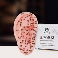 Modèle d'entraînement de Classe I LuoYaShanChuan en PVC, modèle des zones d'acupuncture et de réflexologie auriculaire 13CM, fabriqué en Chine pour la thérapie auriculaire