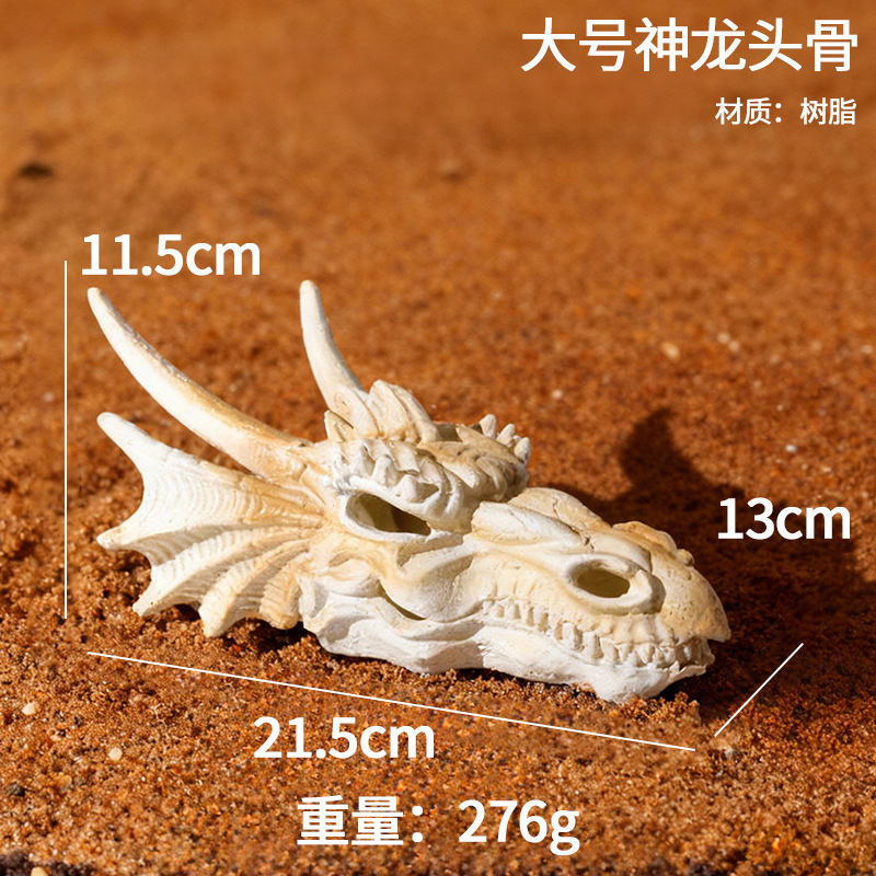 Grosse osse de dragon - grosse tête de dragon