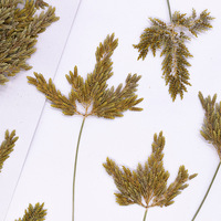 Fleurs de rizière pressées avec branches pour scrapbooking, résine époxy, fleurs naturelles écologiques, DIY
