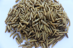 Venta al por mayor para fabricantes: Alimento profesional delicioso y de rápida digestión para aves, <span class=keywords><strong>gusanos</strong></span> grasos de 10 kg, 100% proteína natural en forma de pellets. - Product Image 4