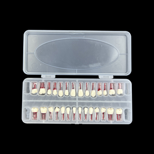 Set di 28 Modelli Dentali in Resina per Pratica Endodontica, Blocchi per Formazione su Radici, Canali Pulpari e Trattamenti RCT - Product Image 1