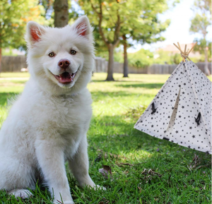 Solid Pattern Wooden Poles Pet <strong>Teepee</strong> with Cushion Convenient Carry Bag for Indoor Use <strong>Dog</strong> or Cat House Bed - Product Image 3