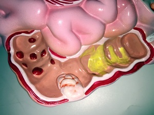 Sistema digestivo humano modelo anatómico intestino delgado modelo recto Duodenal <span class=keywords><strong>vísceras</strong></span> Gastrointestinal modelo anatómico - Product Image 6