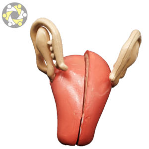 Sistema reproductivo femenino transparente anatomía modelo - Product Image 6