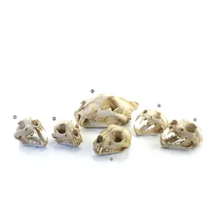 Teschio Artificiale di Qualità Museale di Dinosauro, Teschio Creativo di Testa di Pecora, Scheletro di Testa - Product Image 1