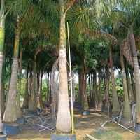 Promotion : Palmiers Roystonea Premium Vivants avec Protection UV – Plantes Tropicales pour Aménagements Extérieurs, Hôtels, Parcs et Rues