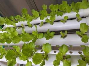 <span class=keywords><strong>Tour</strong></span> de fraises verticale de style de vie sain pour usage personnel petite <span class=keywords><strong>tour</strong></span> de culture hydroponique de salades et d'herbes plantes à feuilles - Product Image 4