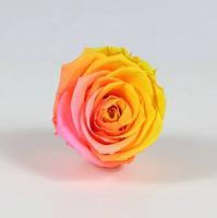 Fournisseur d'usine, vente en gros de 5-6 têtes de roses éternelles réelles, roses bicolores pour cadeau de la Saint-Valentin