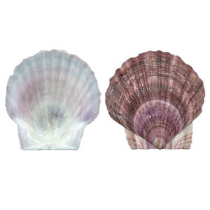 Assiette <span class=keywords><strong>en</strong></span> coquilles de cuisson, de qualité pour Restaurant, art nautique, grand plat pour barbecue, résistant aux hautes températures, g - Product Image 3