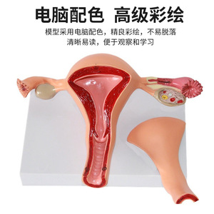 Modelo de órganos reproductores femeninos, modelo de útero privado, material didáctico, modelo ginecológico de ovarios - Product Image 4