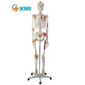 Bilimi öğretim 180 cm yaşam boyutu İnsan eğitimi anatomi PVC kemik modeli anatomi modeli gelişmiş insan iskelet modeli