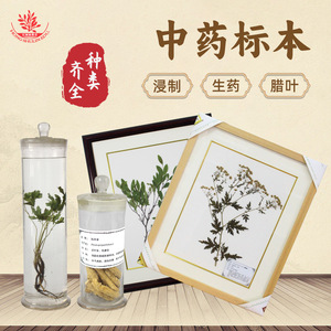 El herbario exhibe especímenes medicinales chinos que son fáciles de observar e identificar, incluyendo especímenes preservados y crudos. - Product Image 5