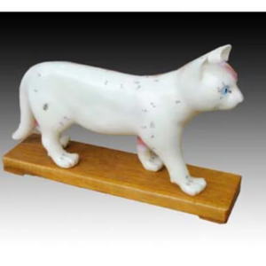 Modèle de squelette de chat éducatif pour l'enseignement vétérinaire et l'acupuncture - Product Image 2