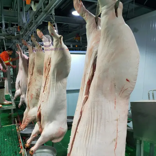Macchina per tagliare la carne di maiale attrezzatura per macello suino