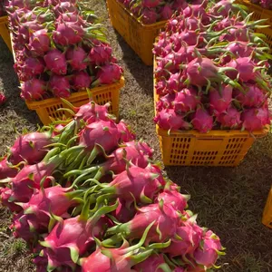 Fruta fresca do dragão, fruta fresca (Thanh Long Vietnam)