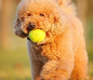 Yap&MeowPet Cotton Mixed Color Eco-Friendly Tennis <b>Ball</b> <b>Dog</b> Chew Toy 6cm for Active Pets - Product Image 2