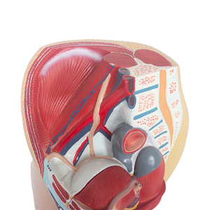 Dễ dàng quan sát khoa học y tế mô hình cơ quan thú cưng <span class=keywords><strong>4</strong></span> phần có thể tháo rời giải phẫu người cơ quan sinh dục nam hệ thống tiết niệu vùng chậu - Product Image 6