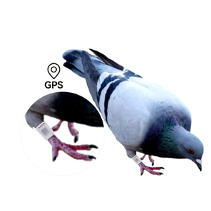 Anilla GPS para Palomas, Sistema de <span class=keywords><strong>Rastreo</strong></span> de Posición Global, Etiqueta de <span class=keywords><strong>Rastreo</strong></span> GPS para Palomas, Anillo GPS para Palomas, Uso en Aves - Product Image 1
