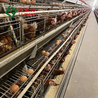 Nouvelle Cage à Poules Pondeuses Automatique de Type A 2025 en Acier Galvanisé à Chaud Anti-rouille 3-4 Niveaux Garantie 5 Ans pour Usage Commercial