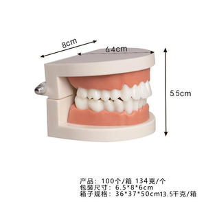 Modèle dentaire en résine pour l'enseignement pratique du brossage des dents à la maternelle, modèle d'affichage des dents d'adultes, aide pédagogique - Product Image 5
