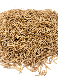 Vers de farine séchés de ferme, aliment propre, sain et nutritif <span class=keywords><strong>pour</strong></span> <span class=keywords><strong>animaux</strong></span> de compagnie, volailles et <span class=keywords><strong>animaux</strong></span> aquatiques - Product Image 5