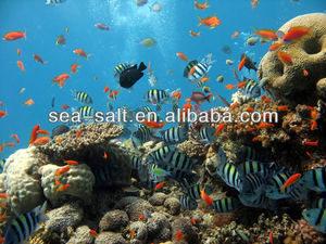 Sal Marina sin Nitratos para Peces Tropicales, Especial para Pez Payaso - Product Image 6