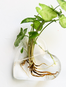 ตู้ปลาทรงกลมมาริโมผสม พร้อมต้นไม้ประดับในน้ำ ต้นไม้ไม้เลื้อย ดอกไม้ ต้นไม้จิ๋วในภาชนะทรงเรขาคณิต แจกันทรงกลมสำหรับงานแต่งงาน ต้นไม้ประดับในน้ำพร้อมมอสบอล - Product Image 5