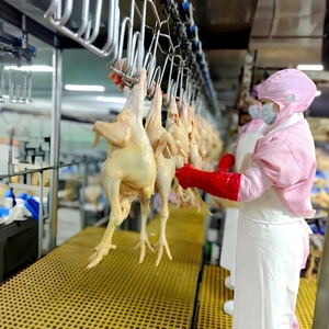 Ligne d'abattage de volailles clé en main 800BPH SUS304 CE ISO & Halal – Élimination complète des têtes et des pattes – Installation rapide, prêt à l'emploi - Product Image 1