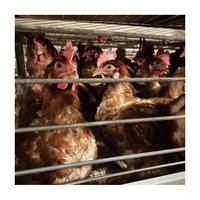 Jaulas Automáticas para Gallinas Ponedoras Tipo H, Galvanizadas en Caliente, Resistentes a la Oxidación, Estructura Estable para Granjas Avícolas