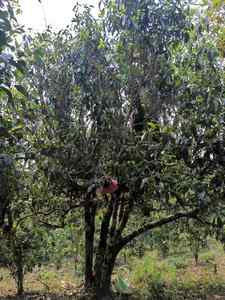 Оптовая продажа, на заказ, органический чай Юньнань Пуэр 3 сорта, сыпучий пю'эр, спец-чай для здоровья, оптом - Product Image 4