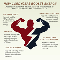 Capsules de Cordyceps Sinensis de haute qualité, marque privée OEM, pour améliorer la fonction respiratoire et soutenir la santé des reins