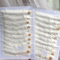 Fiori di Crisantemo Naturali Veri, Margherite Bianche Essiccate e Pressate per Gioielli in Resina, Collane, Bigiotteria e Anelli