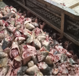 Ormone Naturale al 100% per Pesci: Ghiandola Pituitaria di Carpa (<span class=keywords><strong>CPG</strong></span>) ad Alta Purezza per la Riproduzione e l'Ippofisiazione dei Pesci - Disponibile con Spedizione Veloce - Product Image 4