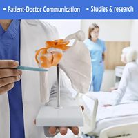 Modelo de Hombro Humano de Tamaño Natural de Alta Calidad para Ciencias Médicas, Modelo Anatómico de Hombro para Uso Educativo, CE/ISO