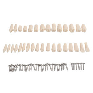 Palato duro 32 denti rimovibile gomma dura modello di dente insegnamento orale modello - Product Image 6