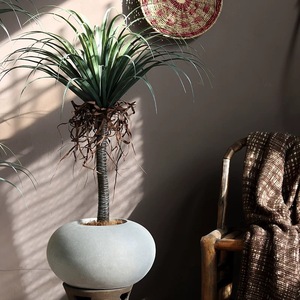 Pot de fleur créatif rond et plat en ciment et magnésium, plante verte, salon de thé nordique simple, <span class=keywords><strong>magasin</strong></span> de vêtements pour centre commercial - Product Image 4
