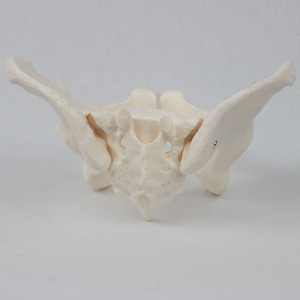 Modèle pelvien féminin personnalisé, structure anatomique des organes pelviens et du squelette, modèle de simulation d'enseignement du squelette féminin - Product Image 2