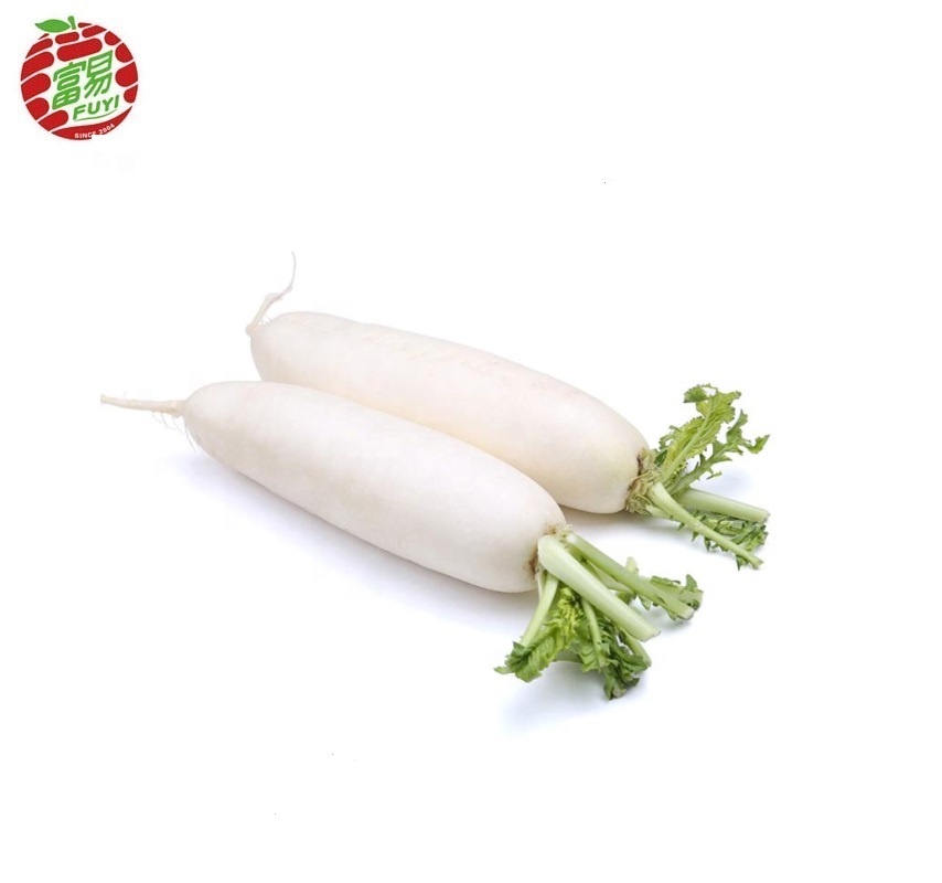 Hot selling fresh vegetable white radish