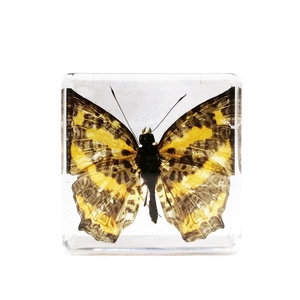 Ressources pédagogiques Spécimen de résine Insecte Taxidermie Résine Artisanat Aides éducatives Bugs Beetle 38*38*14mm - Product Image 2