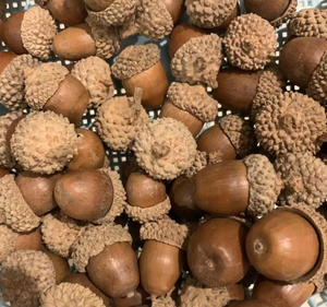 Fornitura all'Ingrosso di Xiang Zi: Noci di Quercia Essiccate Naturali, Frutta Secca Commestibile - Product Image 4