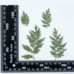 Artemisia Annua <span class=keywords><strong>Pine</strong></span> Natural Real Flower Espécimen en relieve Pegamento Funda para teléfono Marco DE FOTOS Nail Art - Product Image 6