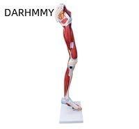 DARHMMY Modelo Anatómico de 13 Partes del Músculo de la Pierna del Extremidad Inferior Humana, Material de PVC Duradero para la Enseñanza de Ciencias Médicas