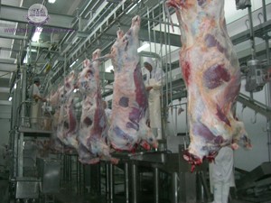 Bền gia súc abattoir thiết bị thịt bò giết mổ bò giết mổ máy cho slaughterhouse Máy chế biến thịt - Product Image 5