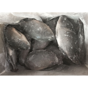 Tilapia Congelée Entière Ronde Noire 500g, Processus de Congélation LQF, Exportation Chine - Product Image 3