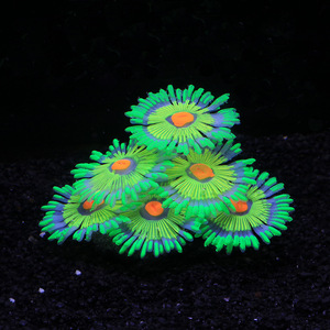PKY Aquarium Fish Tank Landscape Decoration Color Fluorescent Silicone Soft <strong>Coral</strong> <strong>Branch</strong> Water Grass Simulated <strong>Coral</strong> - Product Image 6