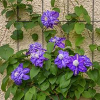 Supports de treillis de jardin en métal robuste pour plantes grimpantes, vignes, fleurs, légumes, décoration de jardin extérieur
